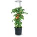 Květináč na pěstování rajčat TOMATO GROWER, 29,5 cm, max. výška: 115,2 cm, antracit