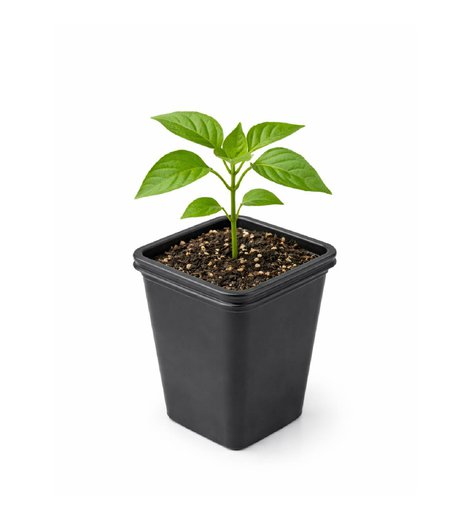 Sadbovač plastový 7 x 7 x 8cm, bal. 20 ks